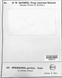 Sphaeropsis petiolata image